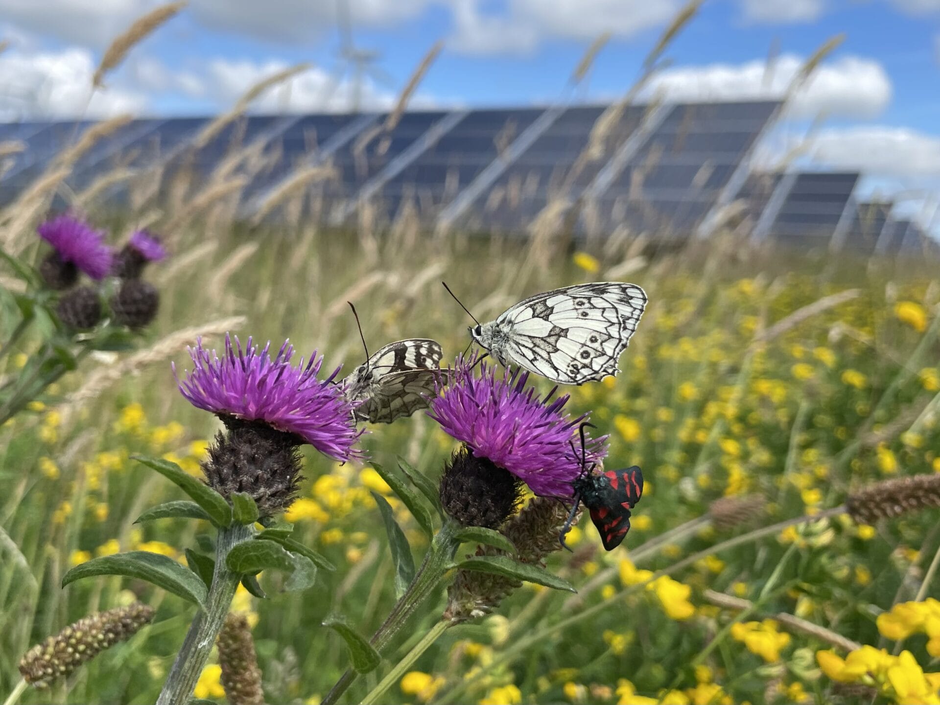 Marbled White Butterfly. Credit: Hollie Blaydes