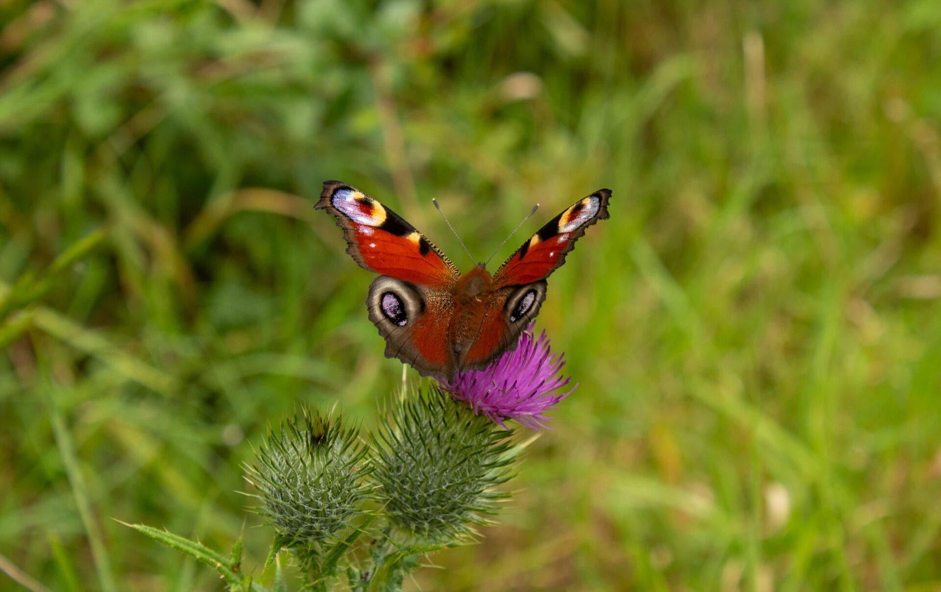 Peacock Butterfly. Credit: Wychwood Biodiversity