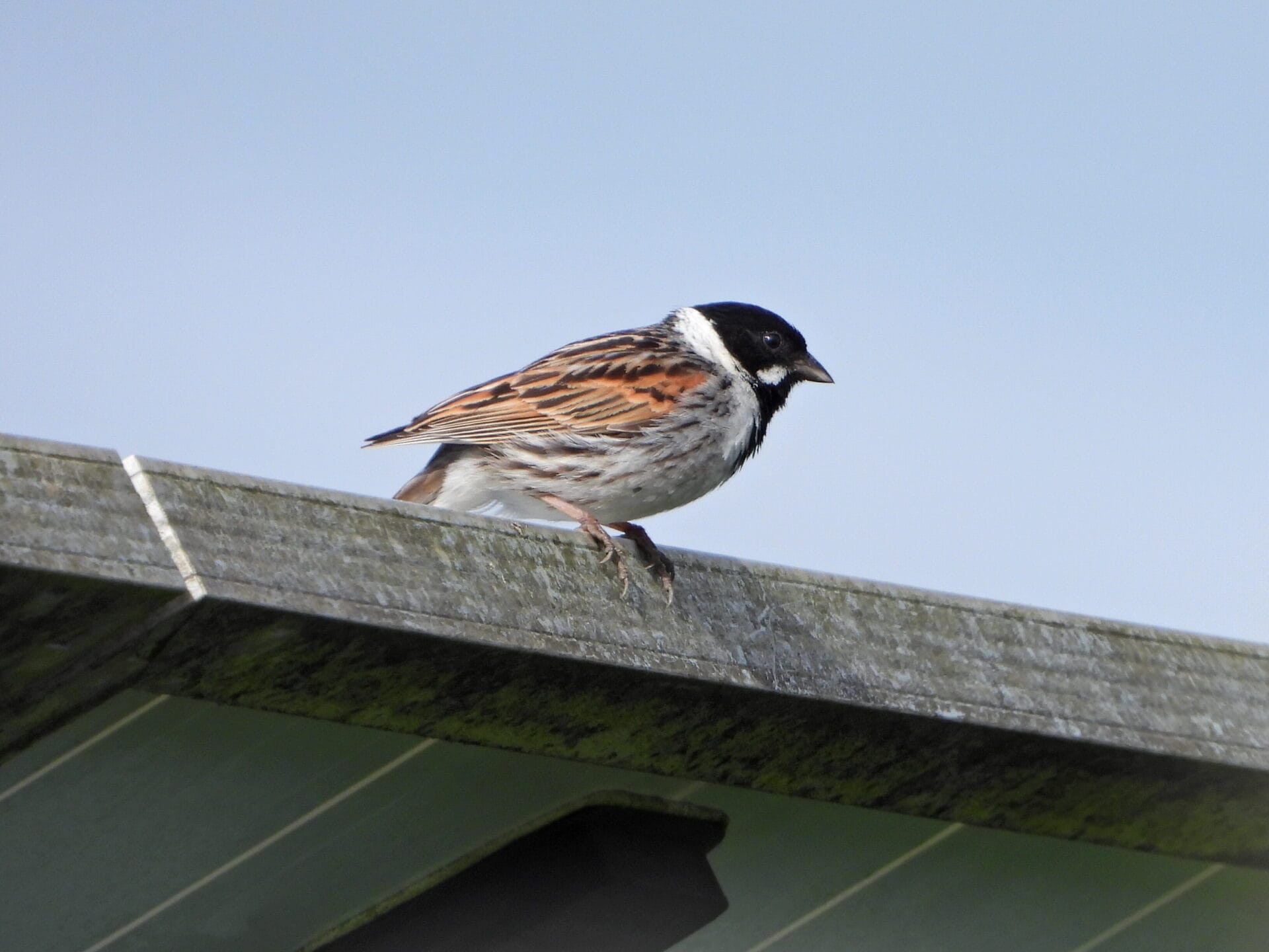 Stonechat. Credit: Wychwood Biodiversity